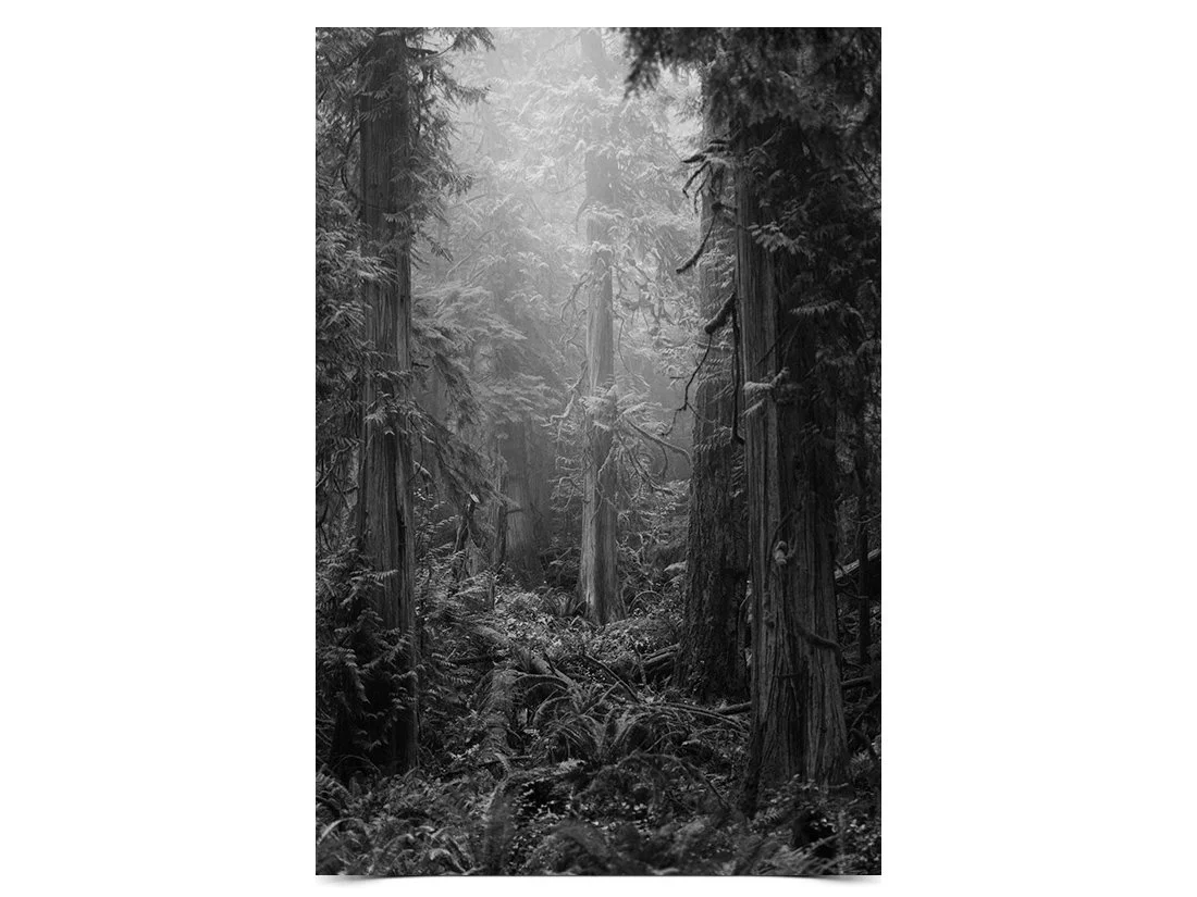 cedars bw.JPG