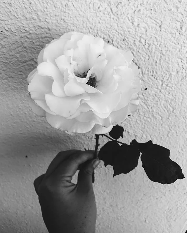 blossoming // 🌹