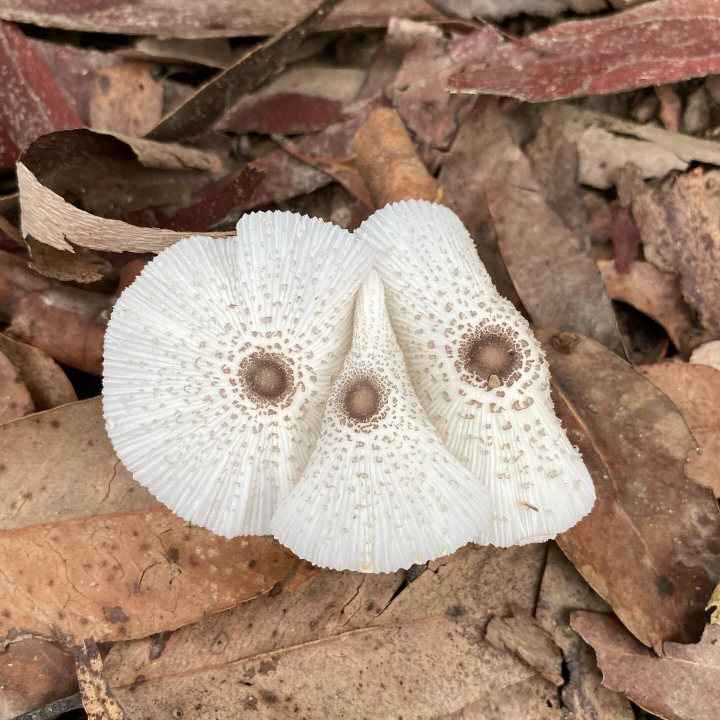 Triptych 🍄🍄🍄

Image description: three pale fungi pressed together with brown leaves in the background.