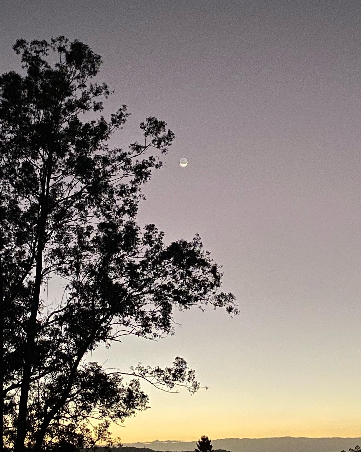 A sliver of moon 🌙 

Image description: a sunrise sky with dark tree silhouette to the left and a thin sliver of moon in the sky.