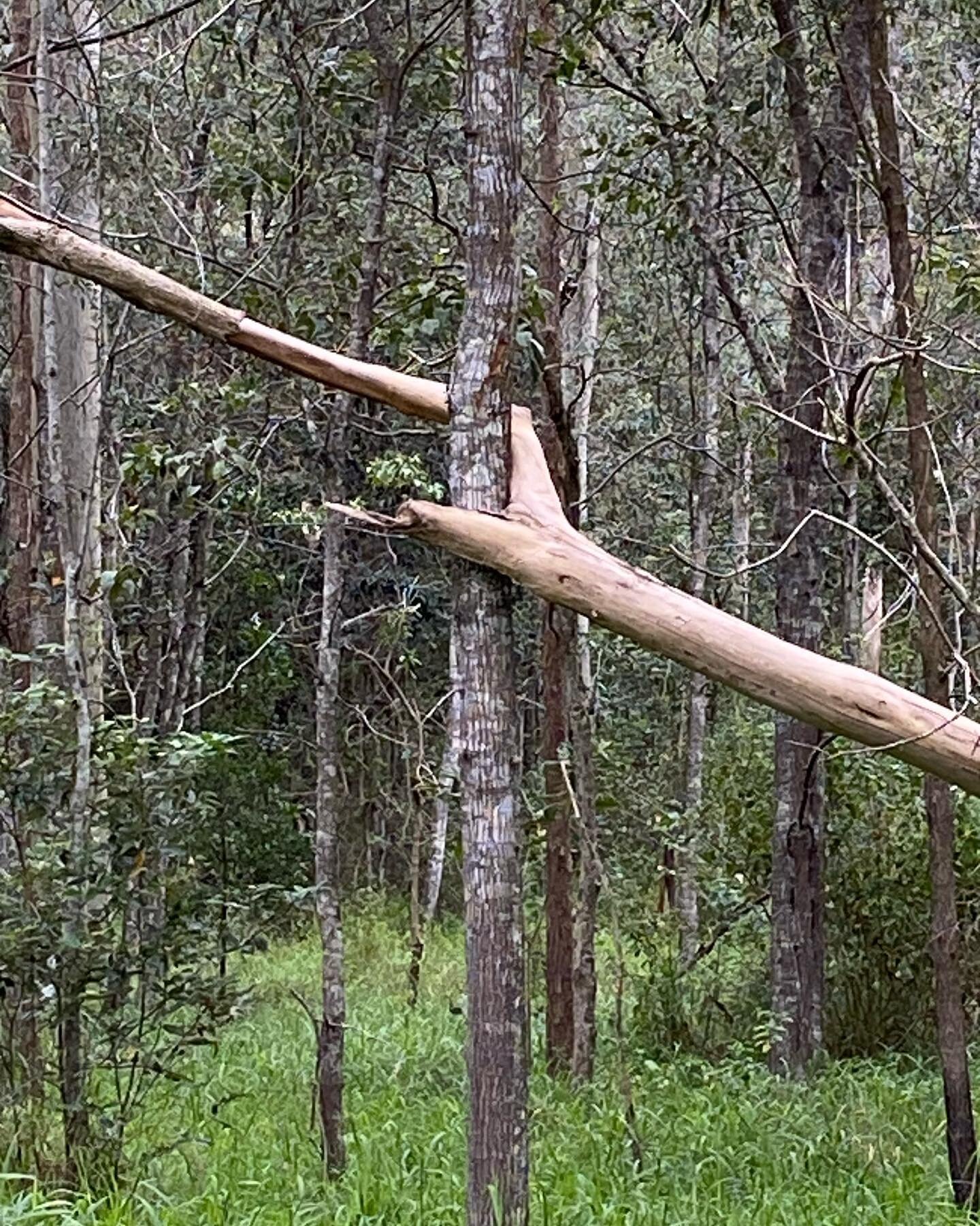 Caption this. I&rsquo;ll start&hellip;
&ldquo;I&rsquo;ve got you.&rdquo; But who&rsquo;s got who?

Image description: two trees, one vertical, the other at forty-five degrees and leaning against the upright tree.