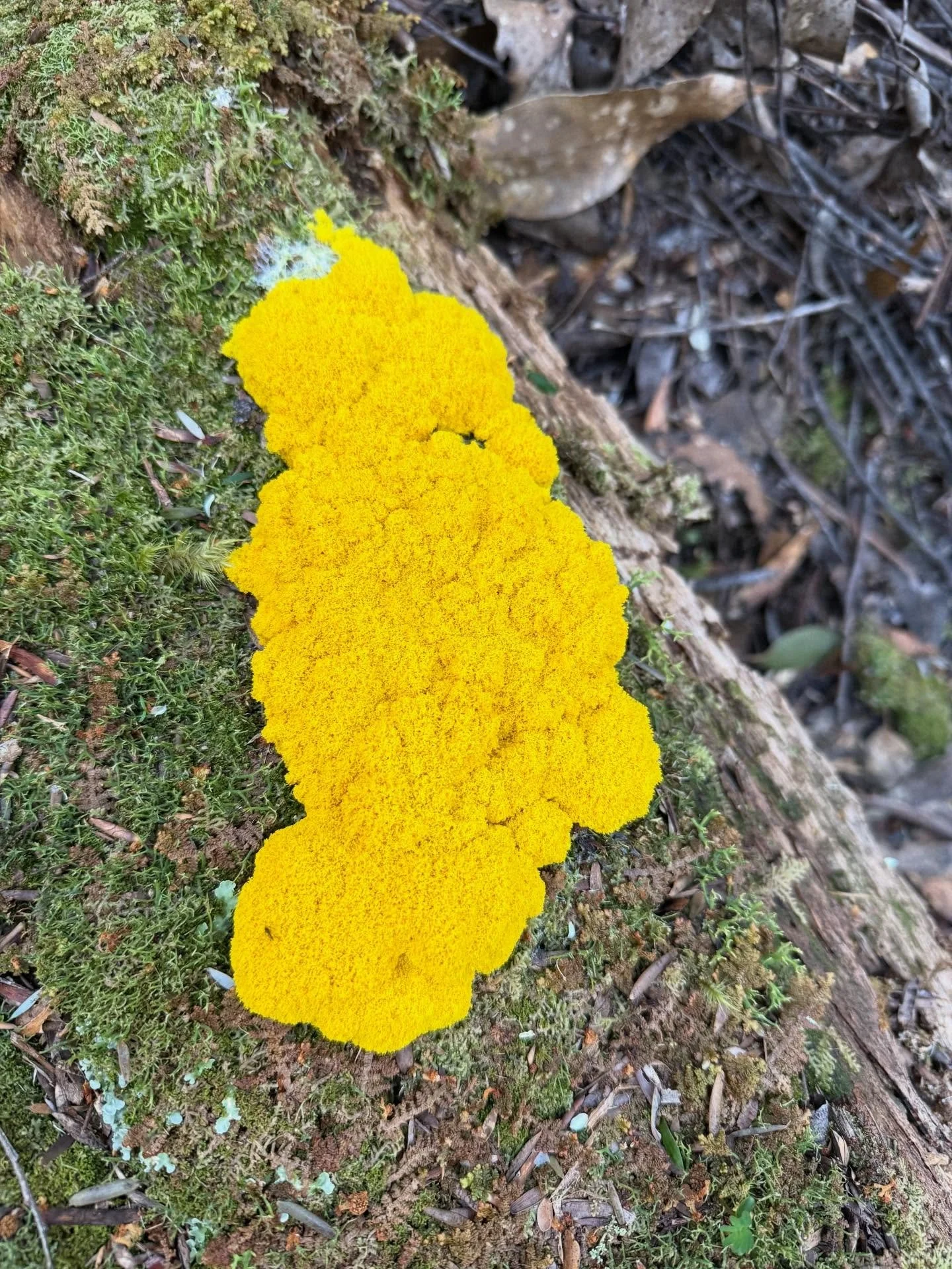 Slime mould 💛

#tarkine 
#lutruwita 
#tasmania 
#slimemould
