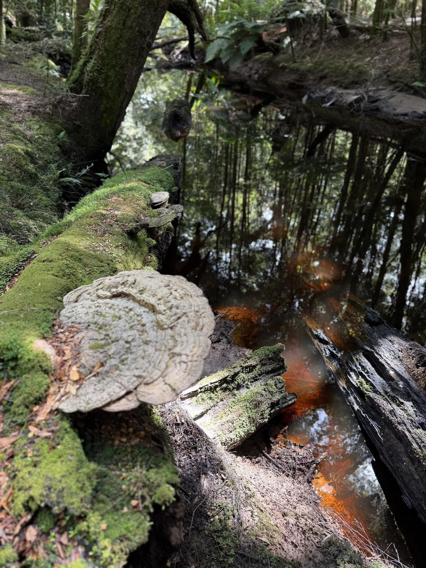 Fungi. Tarkine NP, Lutruwita/Tasmania. 

#tarkine 
#fungi