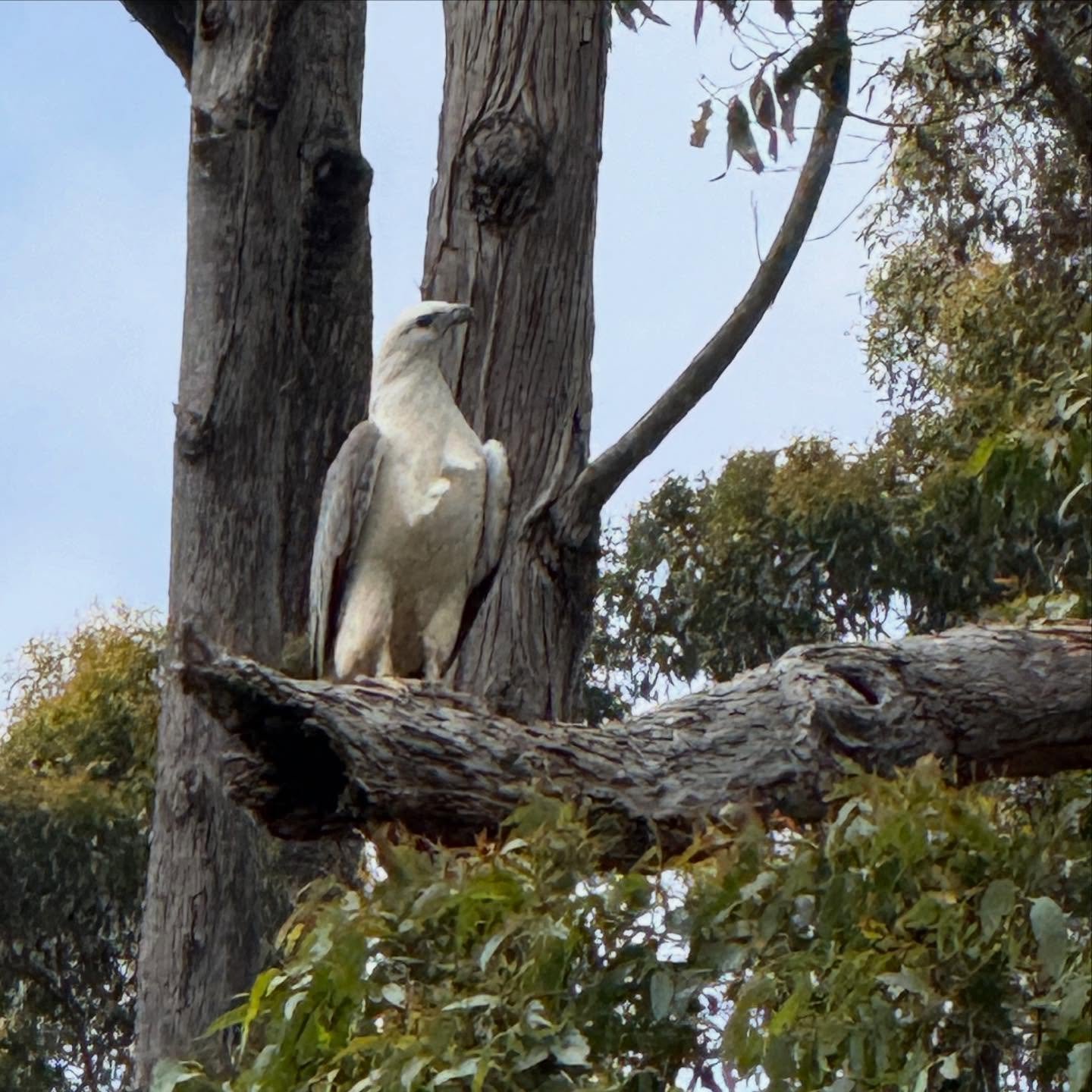White-bellied sea eagle with the loveliest legs. Arthur River, Tarkine National Park, Lutruwita/Tasmania. 

#whitebelliedseaeagle 
#tarkine 
#tasmania