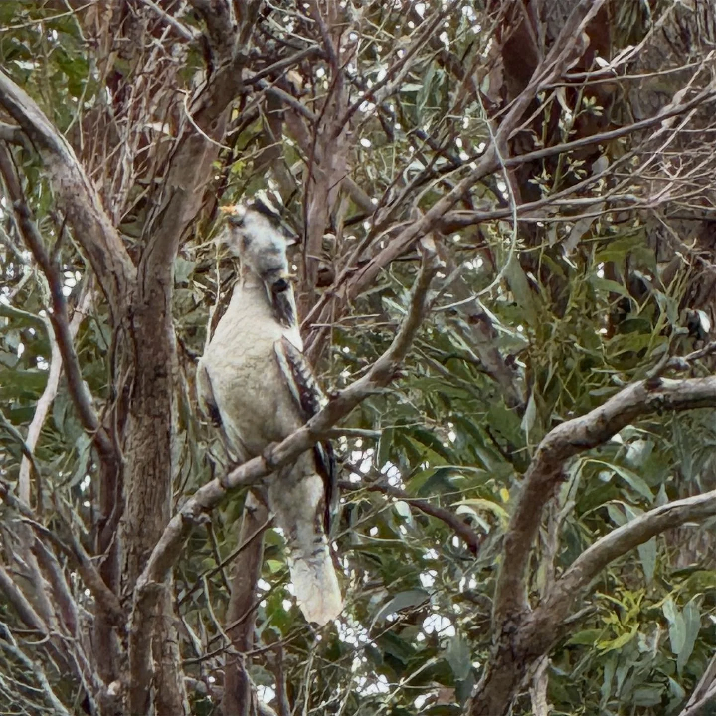 No fledgling is safe around these fierce hunters 🪶🐥

#kookaburra 
(Not so) #noisyminor