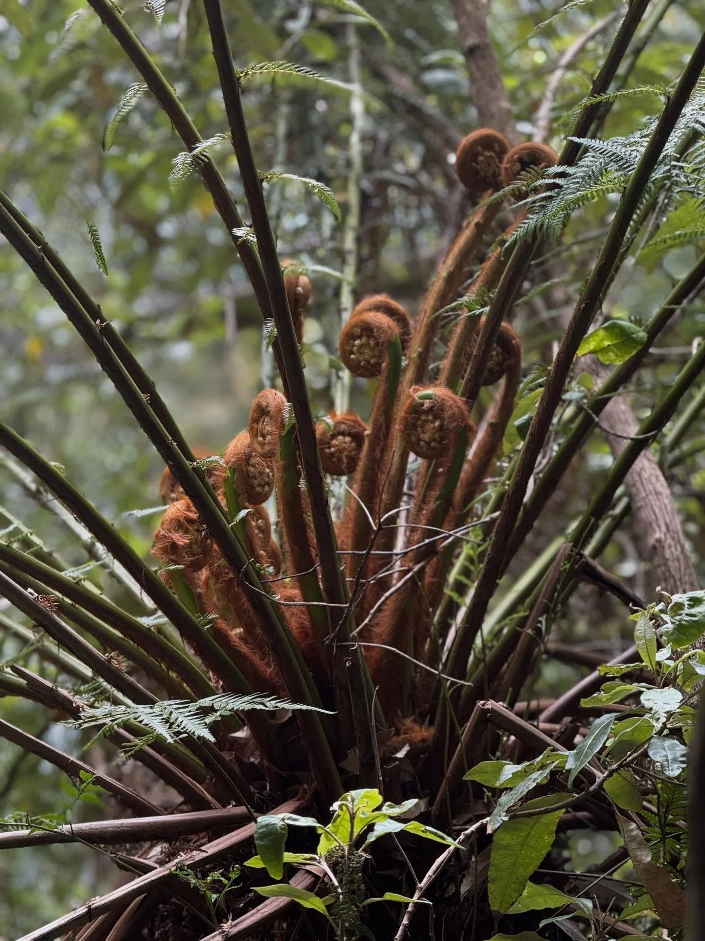 Happy New Year to family, friends and followers. Here&rsquo;s to a more compassionate and unified world in 2026. I hope you find much love, laughter and kindness in yours, and of course many excellent books. 🙌🕊️&hearts;️📚
