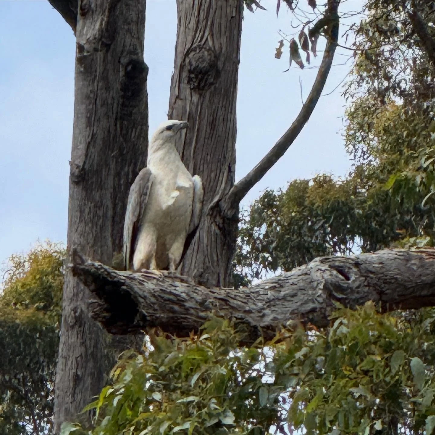 White-bellied sea eagle with the loveliest legs. Arthur River, Tarkine National Park, Lutruwita/Tasmania. 

#whitebelliedseaeagle 
#tarkine 
#tasmania