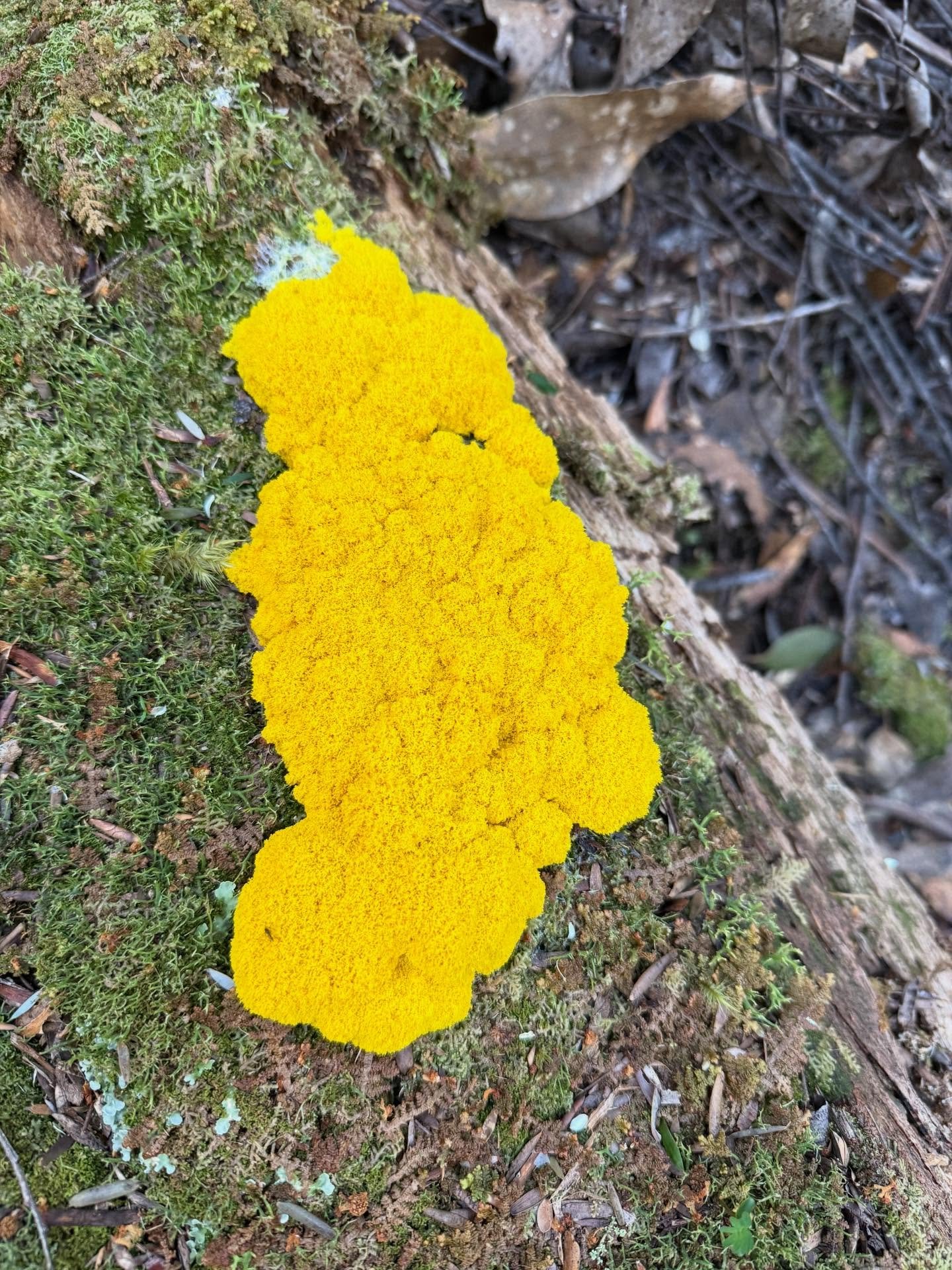 Slime mould 💛

#tarkine 
#lutruwita 
#tasmania 
#slimemould