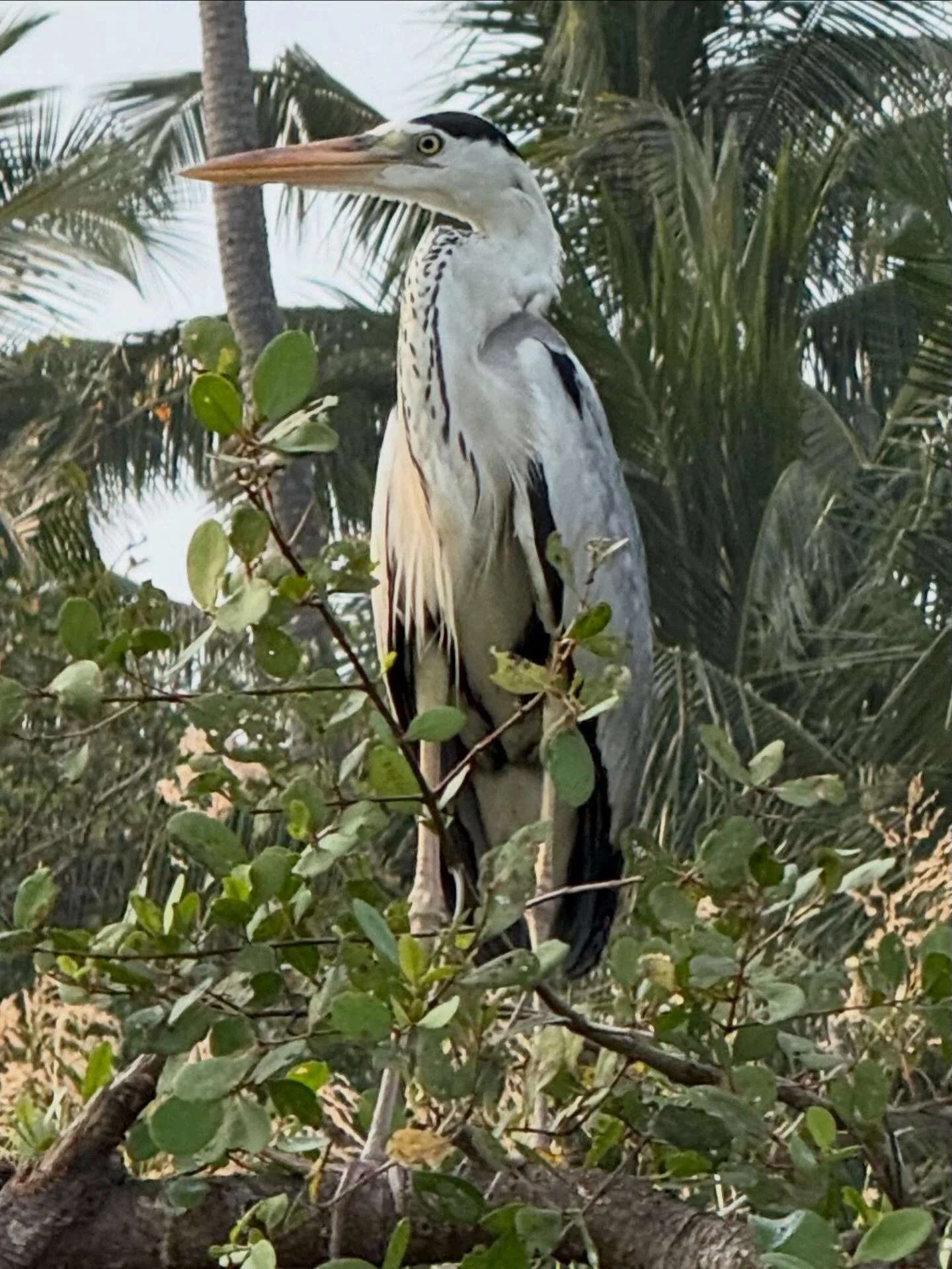 Birds of Sri Lanka:
1 &amp; 2 Grey heron
3 White egret
4 &amp; 5 Cormorants