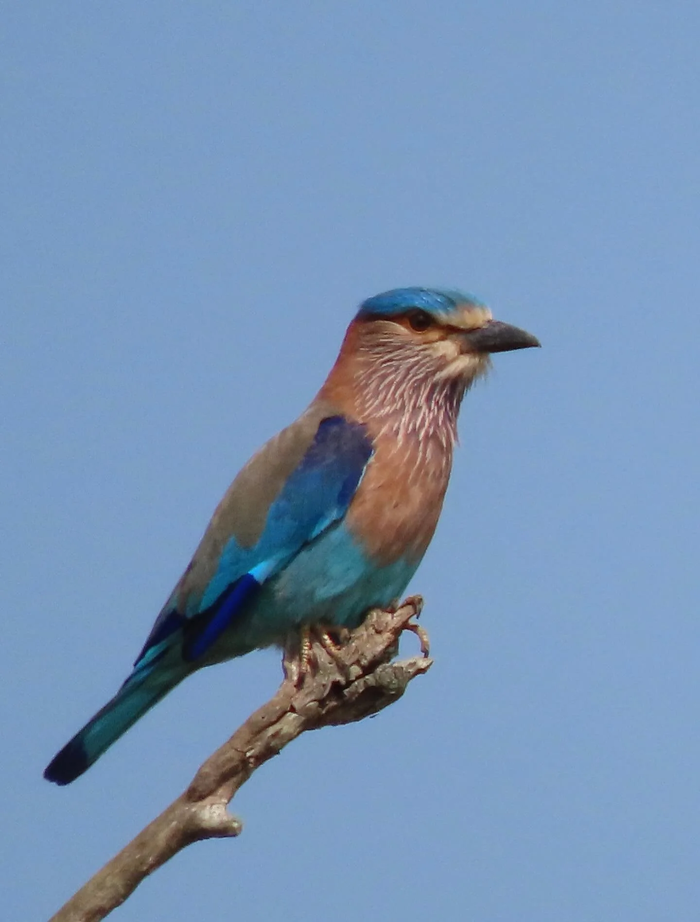 More birds of Sri Lanka:
1. Indian Roller
2. Scaly-breasted Munia
3. Crested serpent Eagle
4. White-throated Kingfisher
5. Blue-tailed Bee-eater
6. Chestnut-headed Bee-eater