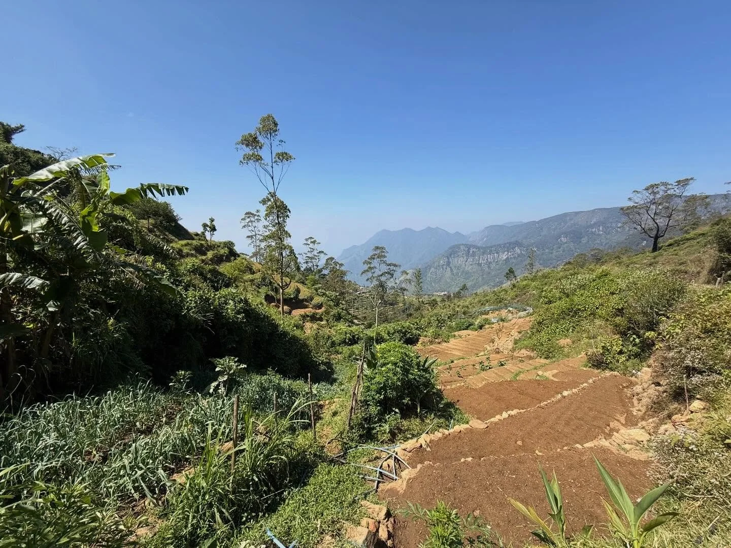 We walked section 12 of the Pekoe Trail today, from Udaweriya to Hupatale. It was longer and hotter than yesterday with quite a different landscape. We started in the mountains where agriculture is on steep terraces, then through a mix of eucalypt an