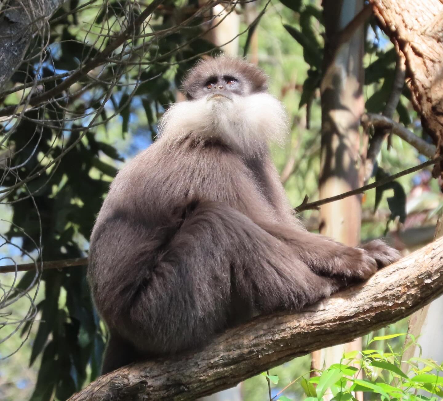 1. The elusive Purple-faced langur, endemic to Sri Lanka.
2 &amp; 3. The mischievous, prevalent, sometimes aggressive, often bickering Toque macaque.

#purplefacedlangur 
#toquemacaque 
#monkeys 
#srilanka