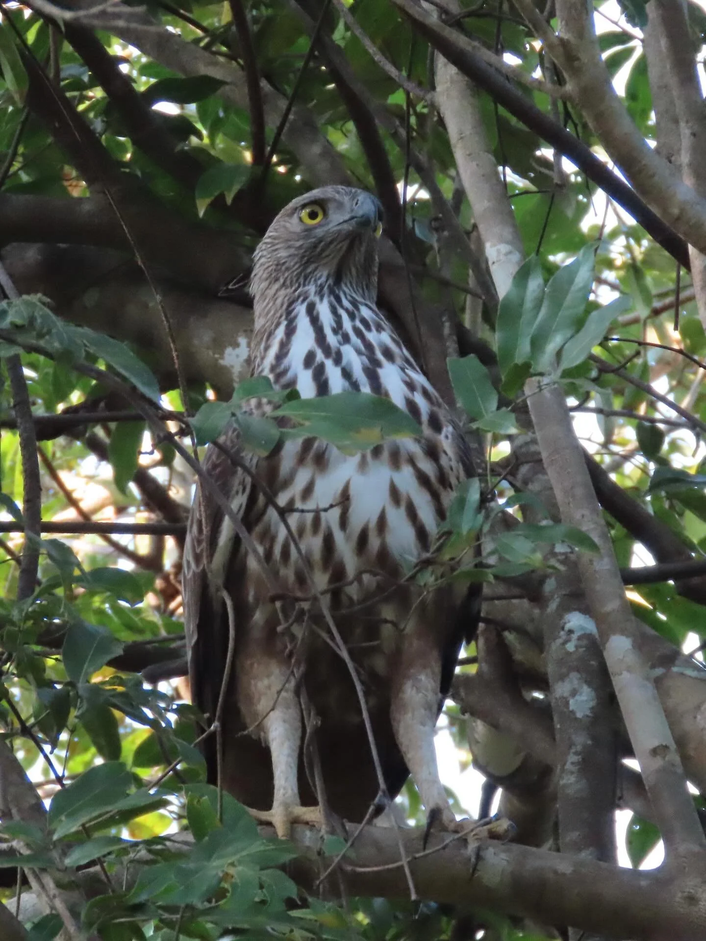 More birds of Sri Lanka:
1 &amp; 2 Crested Hawk-Eagle
3 &amp; 4 Painted Stork
5 Brown Fish Owl
6 Common Kingfisher (that looks anything but common).

#birdsofsrilanka 
#crestedhawkeagle 
#paintedstork 
#brownfishowl 
#commonkingfisher