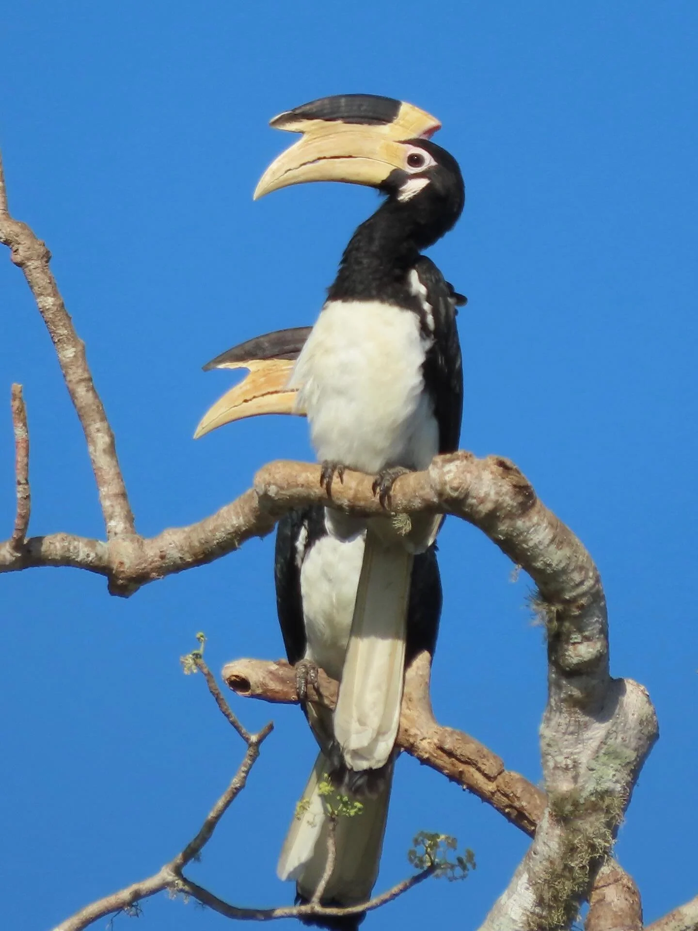 I promise this is (probably) the last of them:
1 &amp; 2 Malabar Pied Hornbill
3 &amp; 4 Spoonbill
5 Asian Openbill
6 Southern Sea Eagle.

#malabarpiedhornbill
#spoonbill 
#asianopenbill 
#southernseaeagle 
#birdsofsrilanka