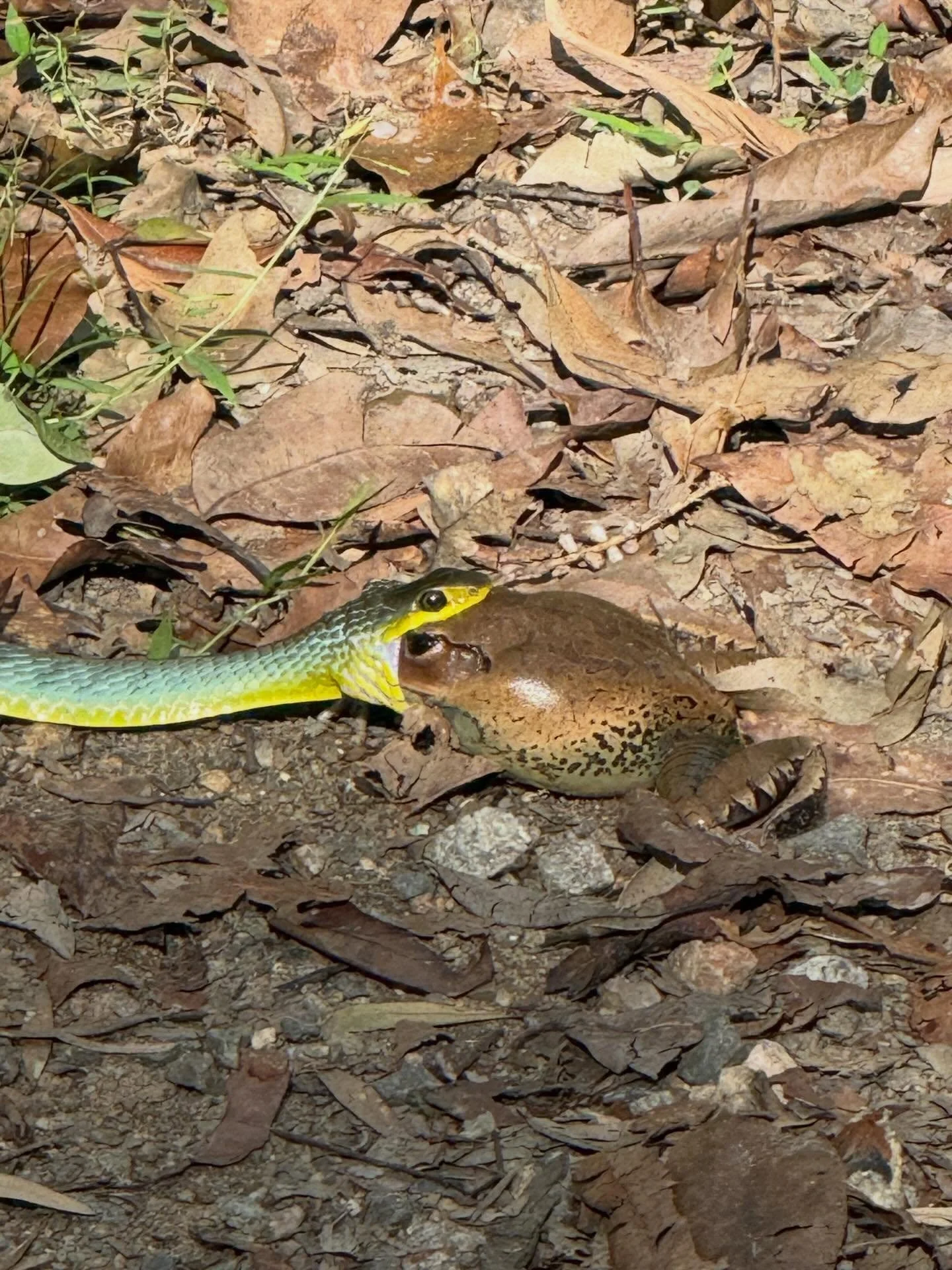 Witnessed quite the hunt on the bush trails this afternoon. A cane toad hurtled past with unusually long leaps then a grass snake sailed past soon after, head well up like the mast of a ship, in extraordinarily rapid pursuit. Didn&rsquo;t end so well