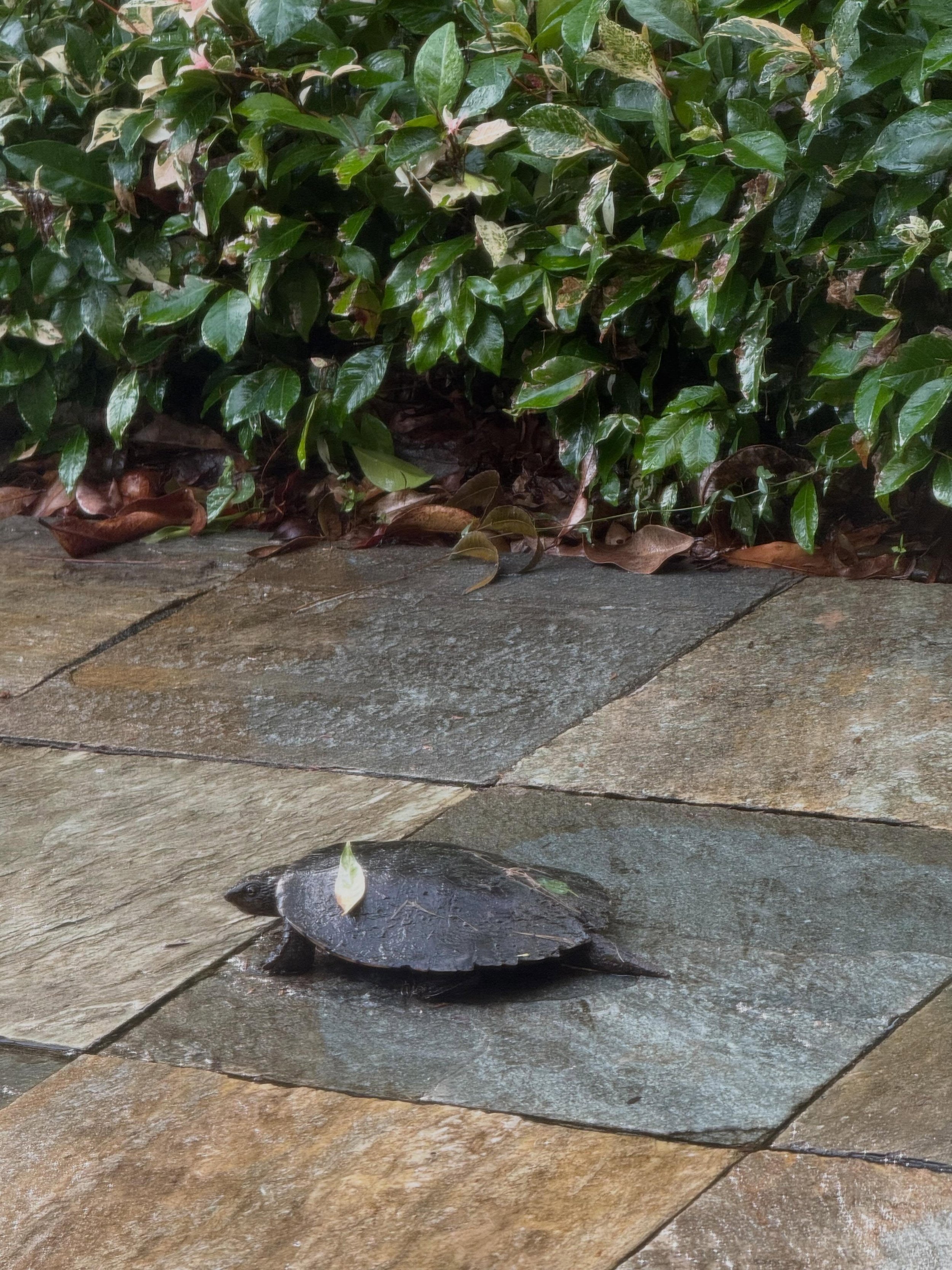 This morning&rsquo;s visitor cruising past my study window.