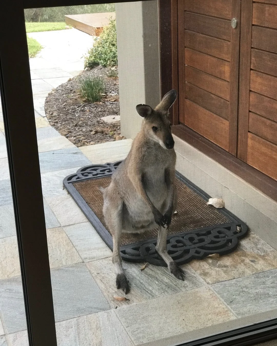 To avoid doing the work today, I&rsquo;ve been remembering the various visitors I&rsquo;ve had at my study window over the years.
