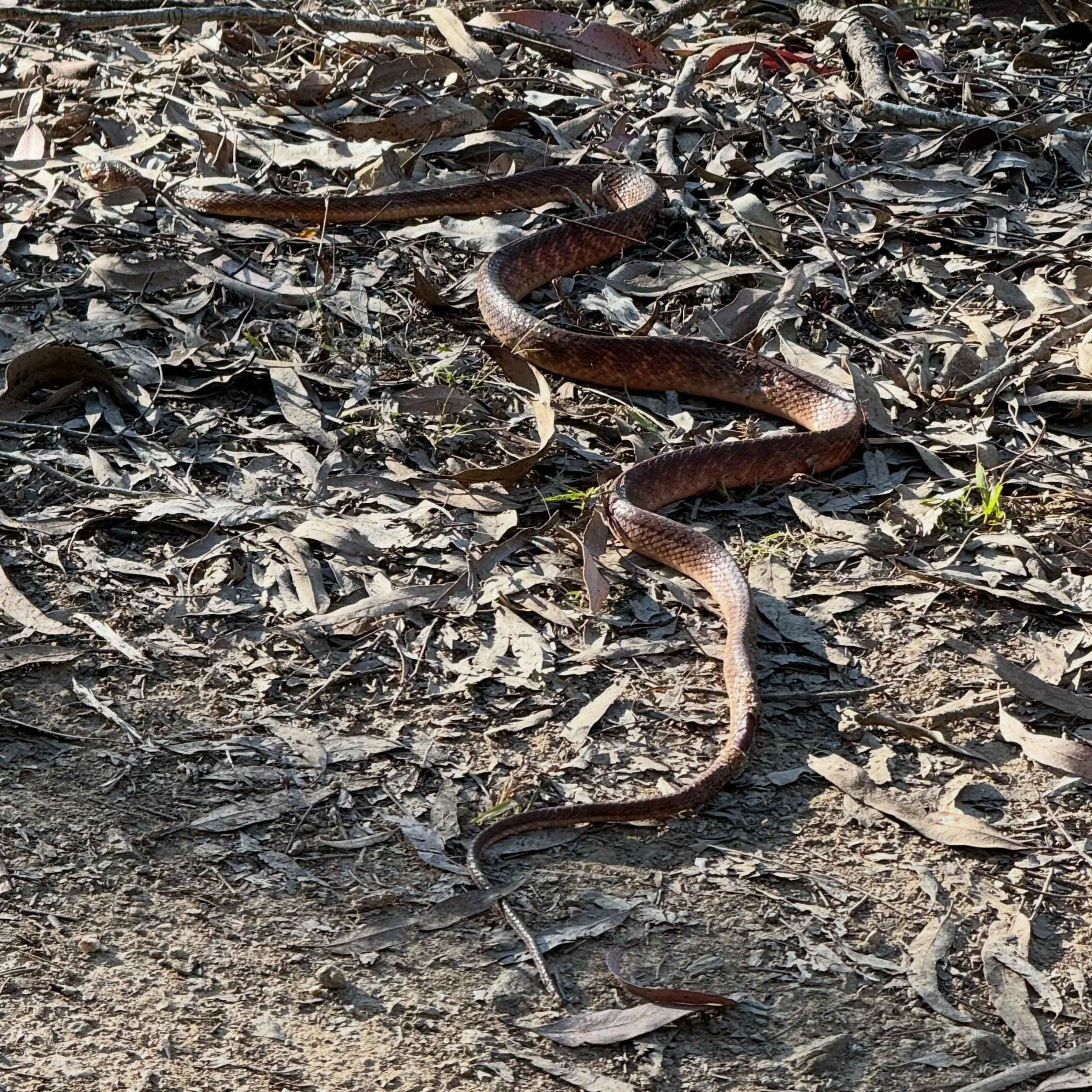 It was a warm afternoon, but this brown tree snake seems to be out and about a bit early. Plus, I nearly stepped on it, but thankfully it&rsquo;s only &lsquo;mildly venomous&rsquo; and (fun fact) it has rear-facing fangs making it difficult for it to