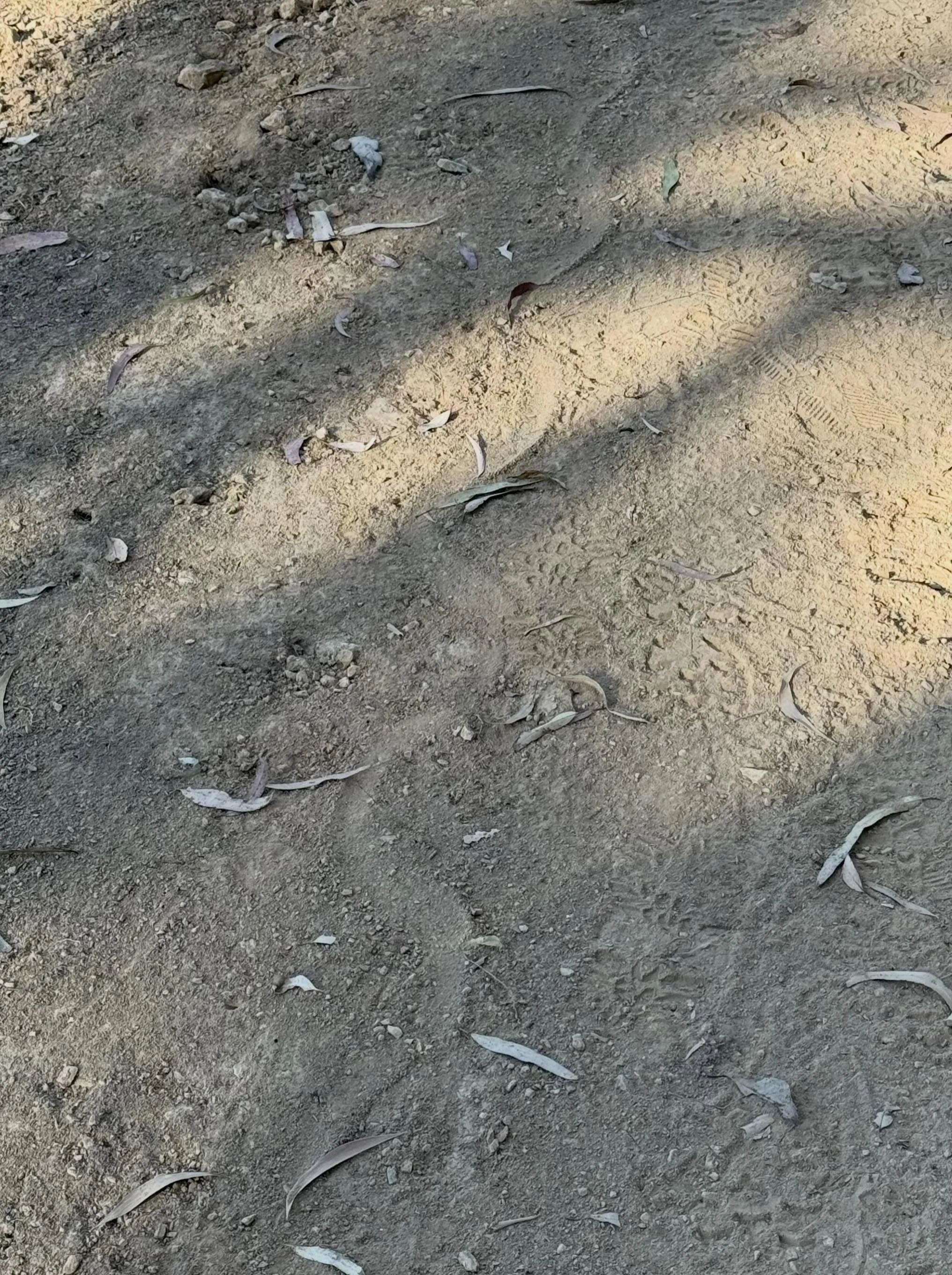 Snake trails on the trails today 🐍