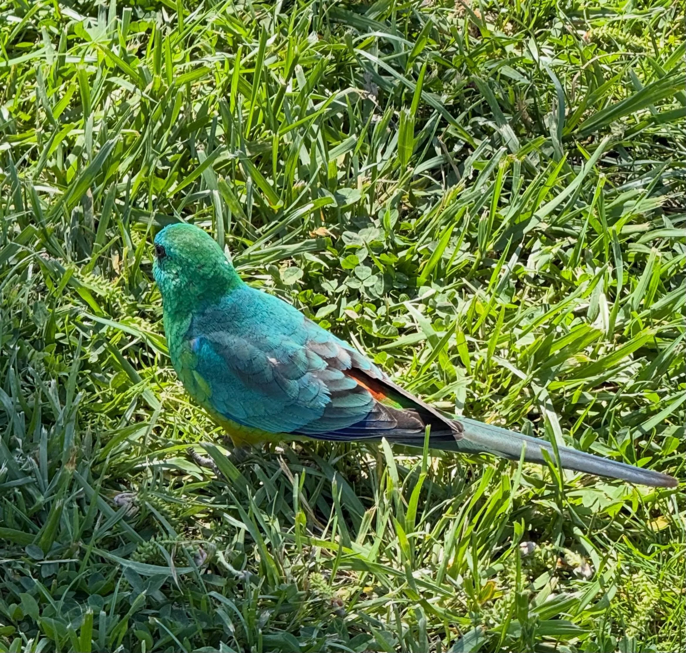 Ground feeding male Red-rumped Parrot.