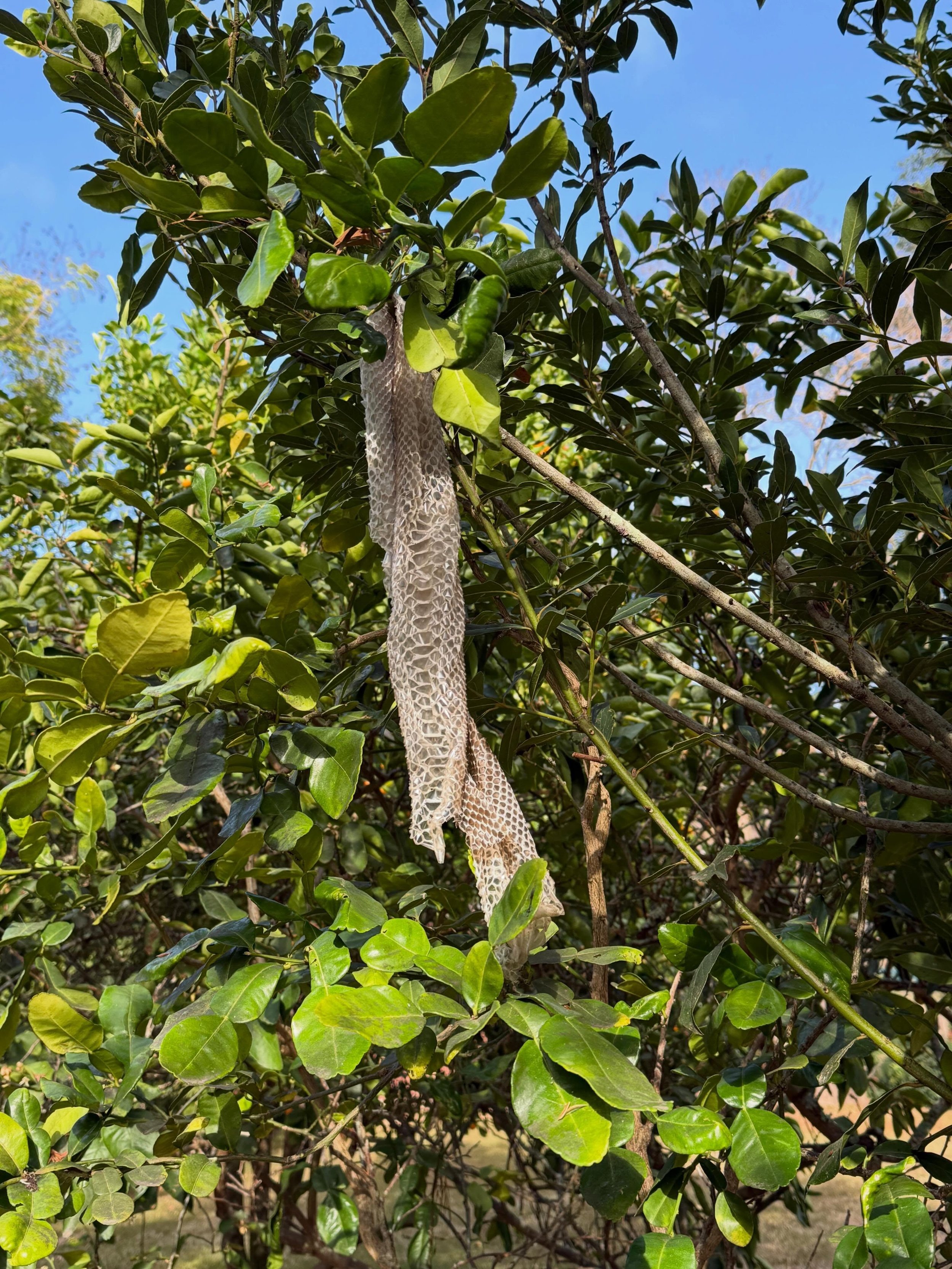 More evidence that they&rsquo;re on the move, this one shed in the bay leaf tree 🐍💚

#carpetsnake