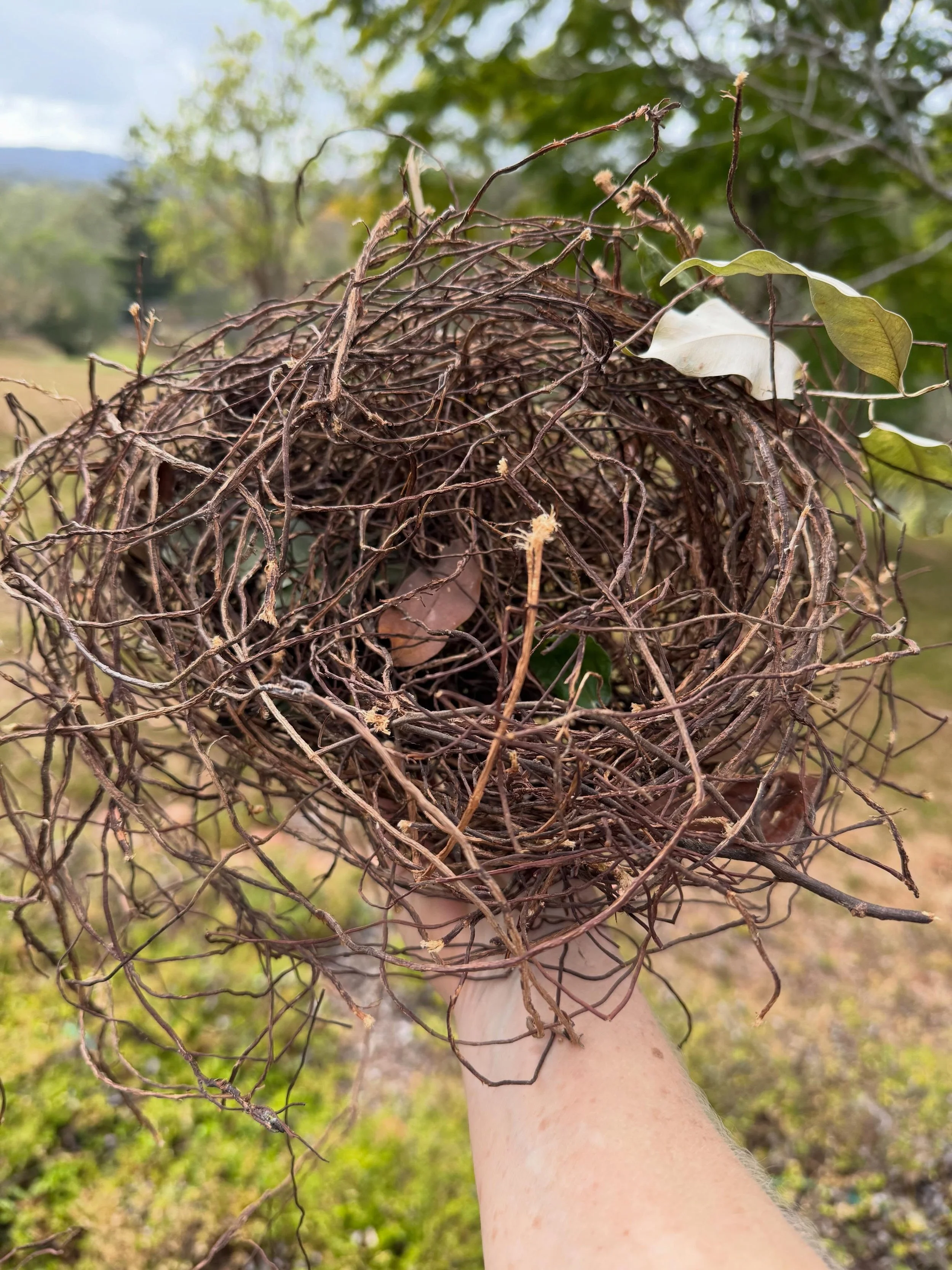 A nest, largish, made of coarse vines so not very cosy, quite drafty and possibly not completed before being blown from the tree. Not sure what species of bird.🐦&zwj;⬛