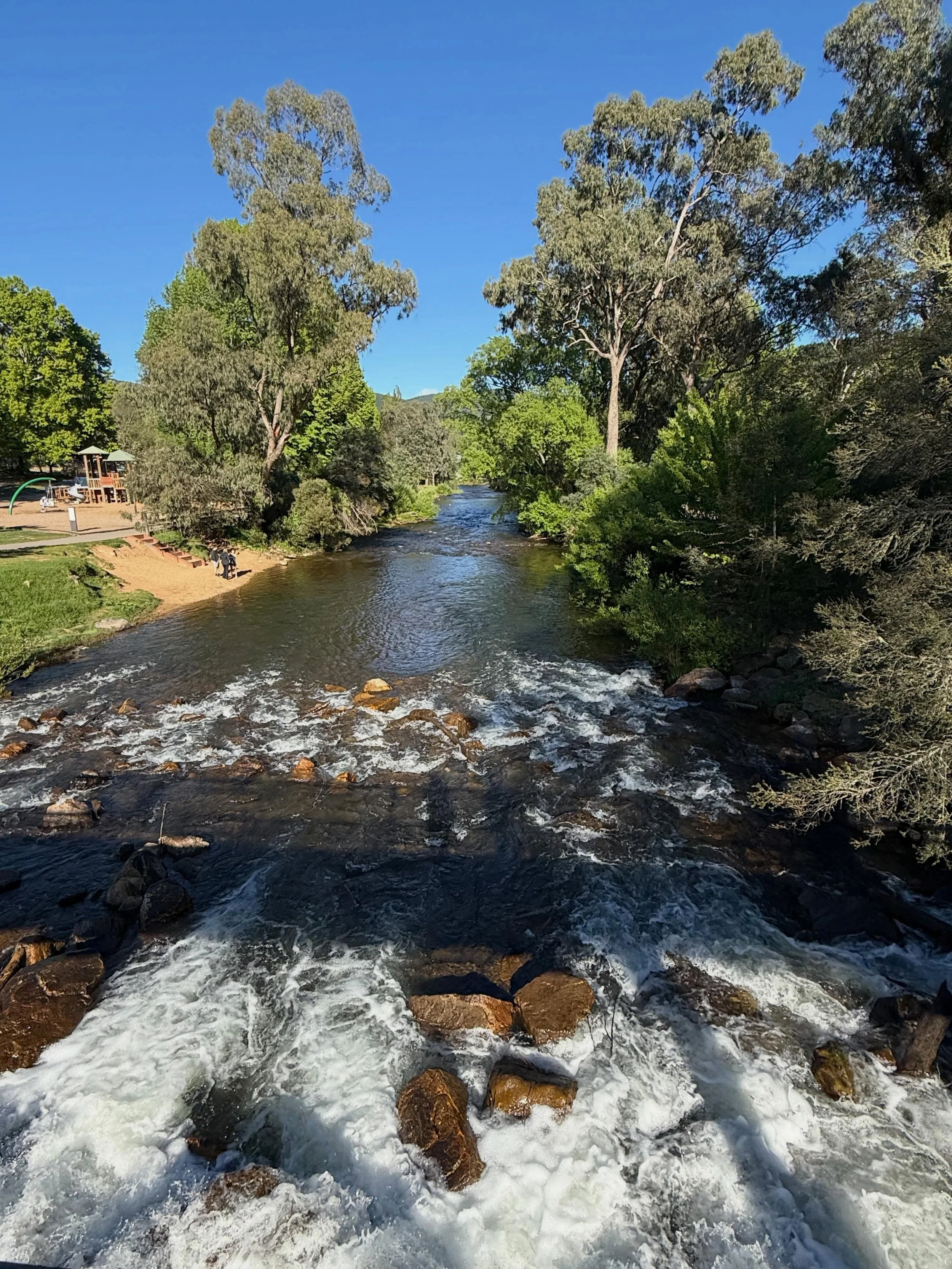 Beautiful Bright on the Ovens River in Victoria and its many duck families. 🦆💙