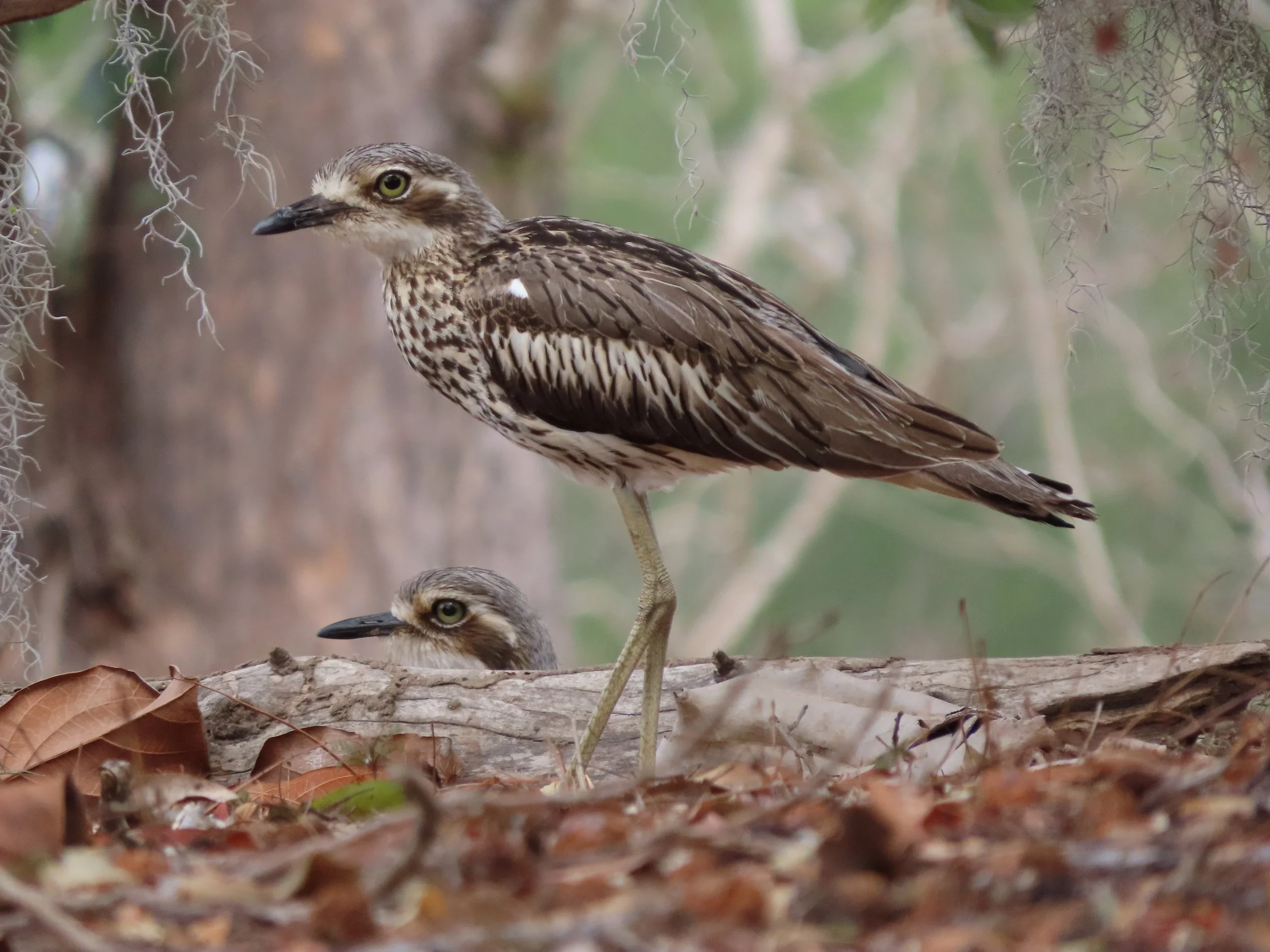 Bush Stone-curlew