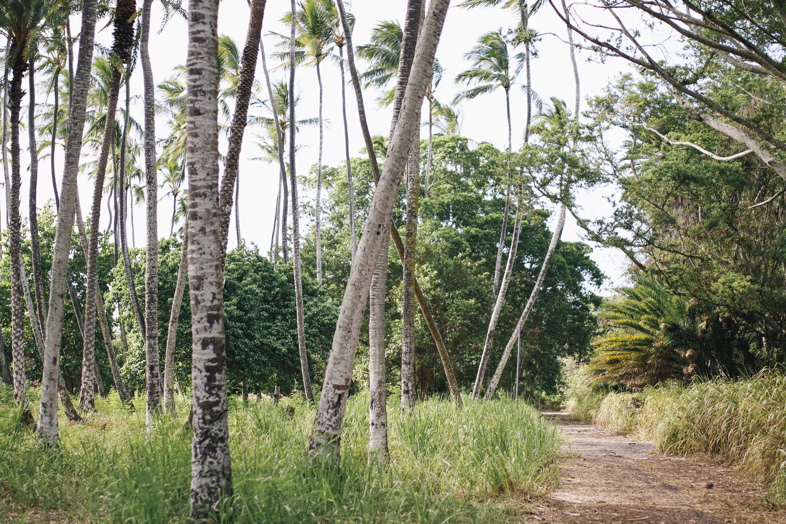 ISLAND_FIN_DESIGN_15_05.jpg