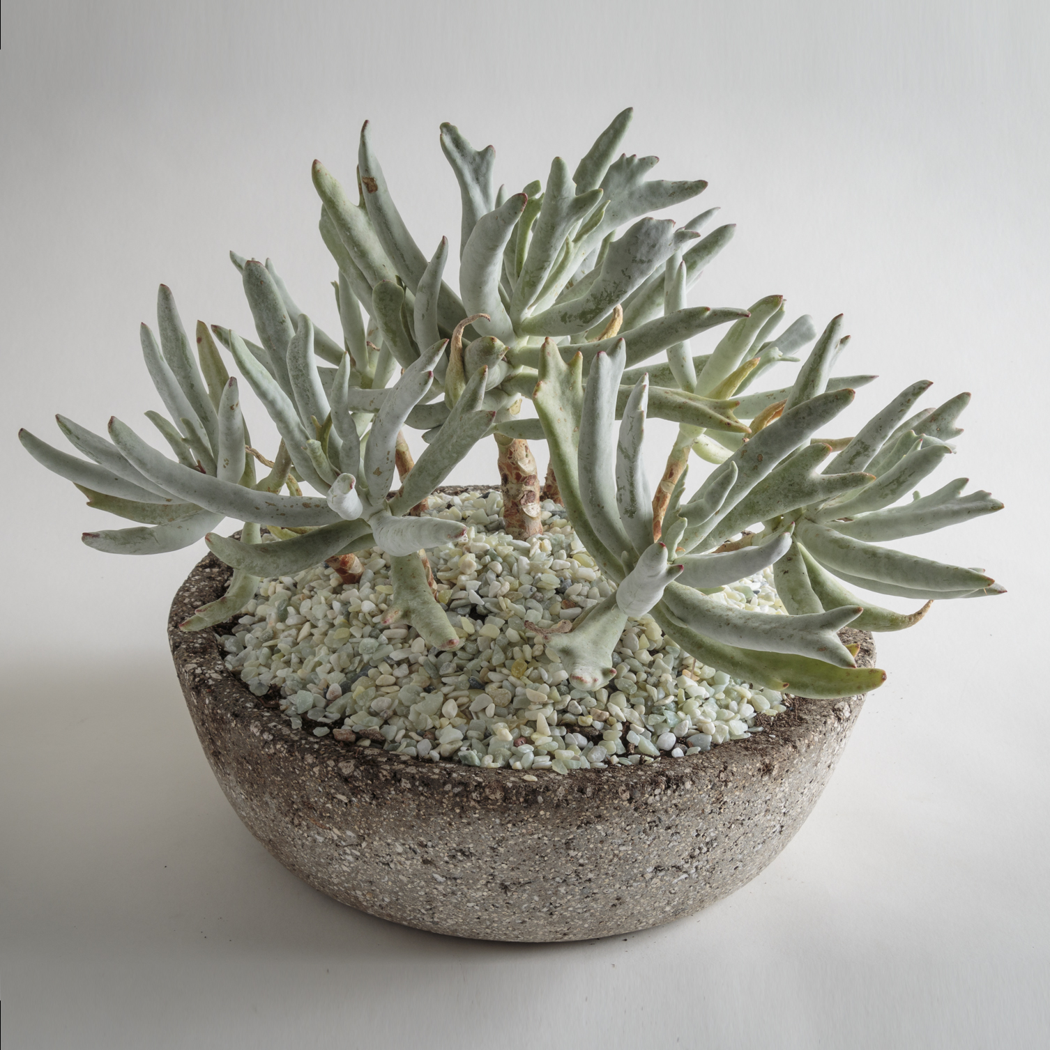 Staghorn Kalanchoe in Hypertufa