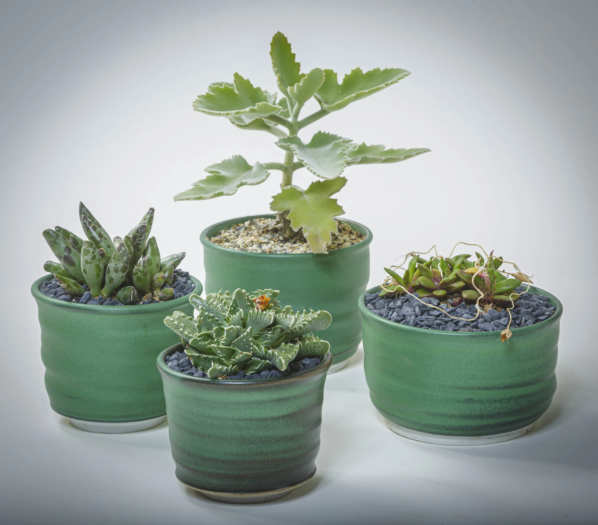  Green to Black on Porcelain (various plants) 