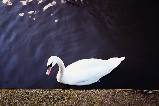 don't look at me, swan.