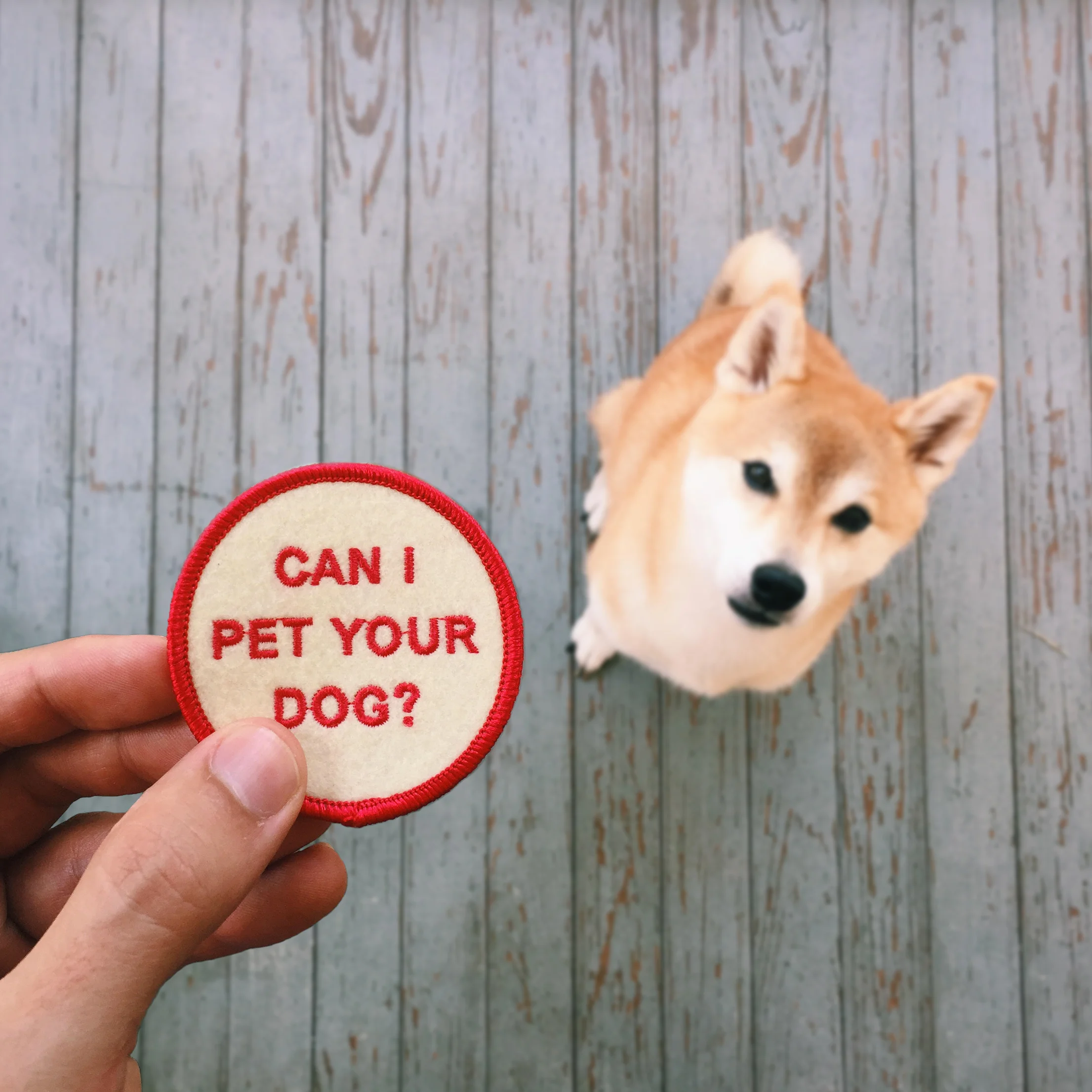 can I pet your dog pic.jpg