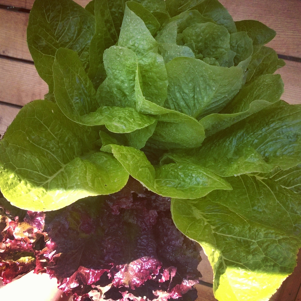 from a tiny lettuce seed...