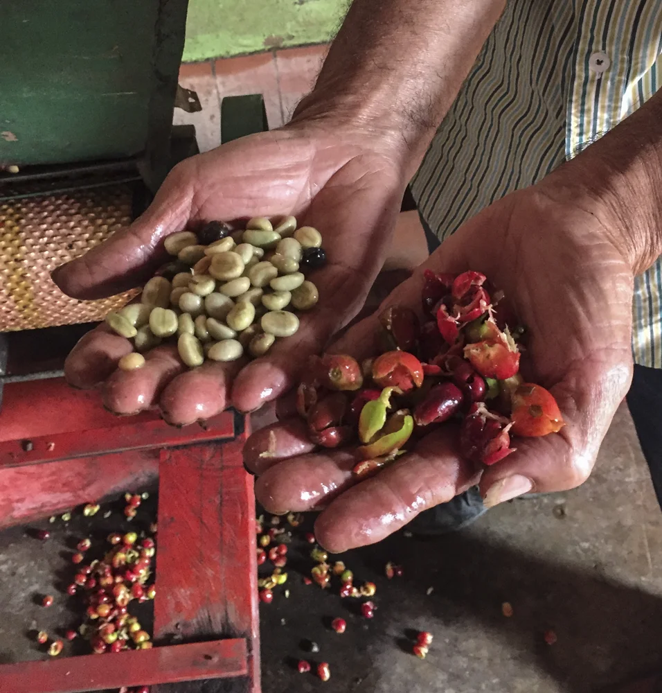 Coffee cherries, freshly milled to separate the skin from the bean.