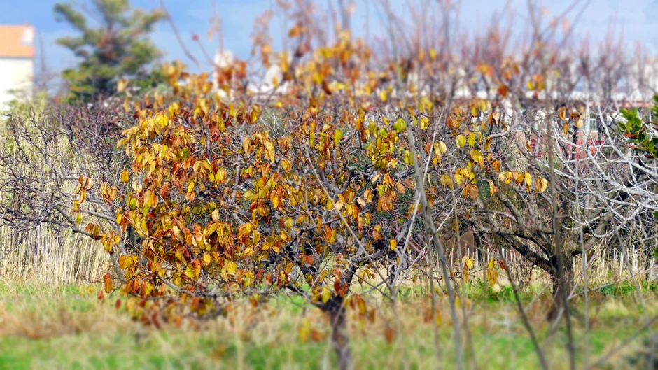 autumn.jpg
