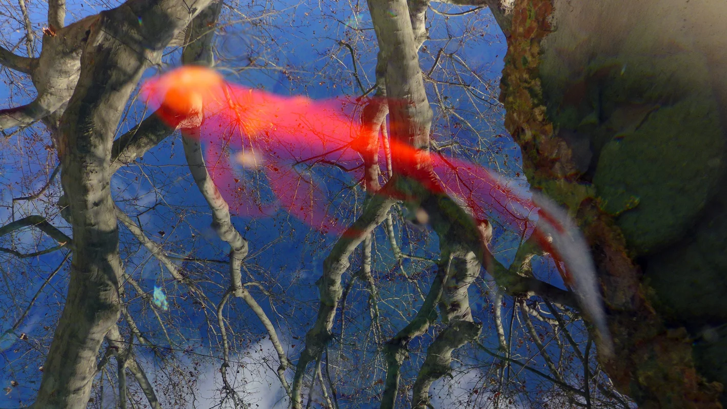 a golfish in the sky - reflection.jpg