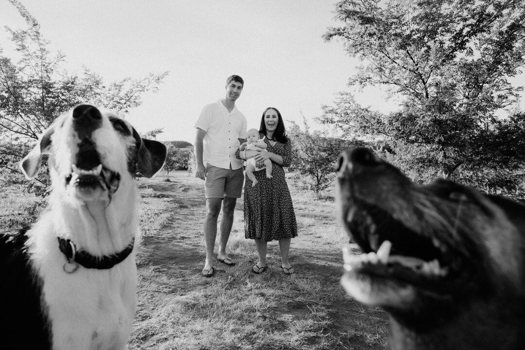 Family portraits - doggy style.⠀⠀⠀⠀⠀⠀⠀⠀⠀
.⠀⠀⠀⠀⠀⠀⠀⠀⠀
.⠀⠀⠀⠀⠀⠀⠀⠀⠀
.⠀⠀⠀⠀⠀⠀⠀⠀⠀
#corinnaanddylan #canberra #canberraphotographer #canberraweddingphotographer #canberrafamilyphotographer #canberramaternityphotographer #canberralifestylephotographer #canberr