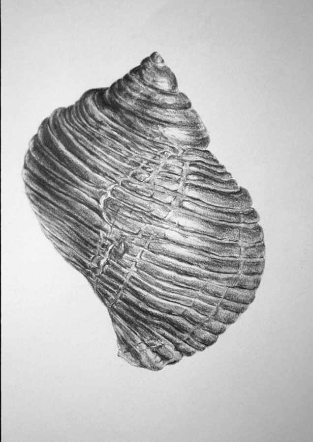 graphite on paper; 2001