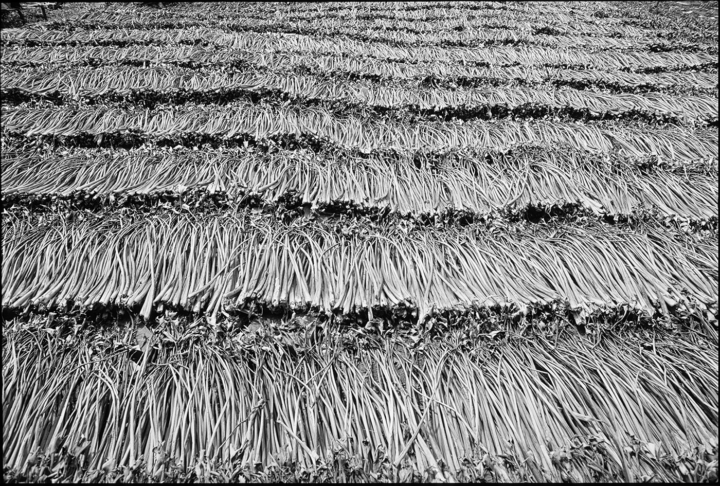 rope drying I