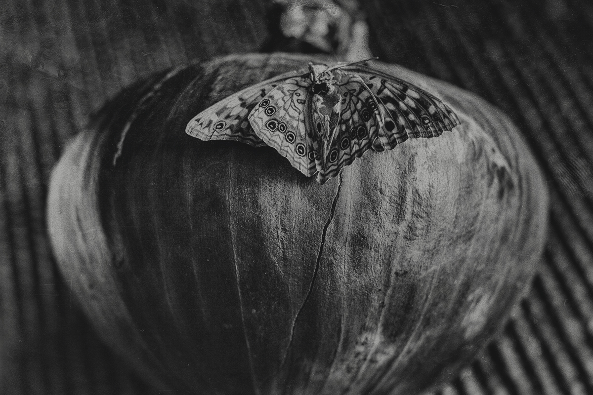 Moth & Onion; featured in Shots Magazine, issue 138; 2018