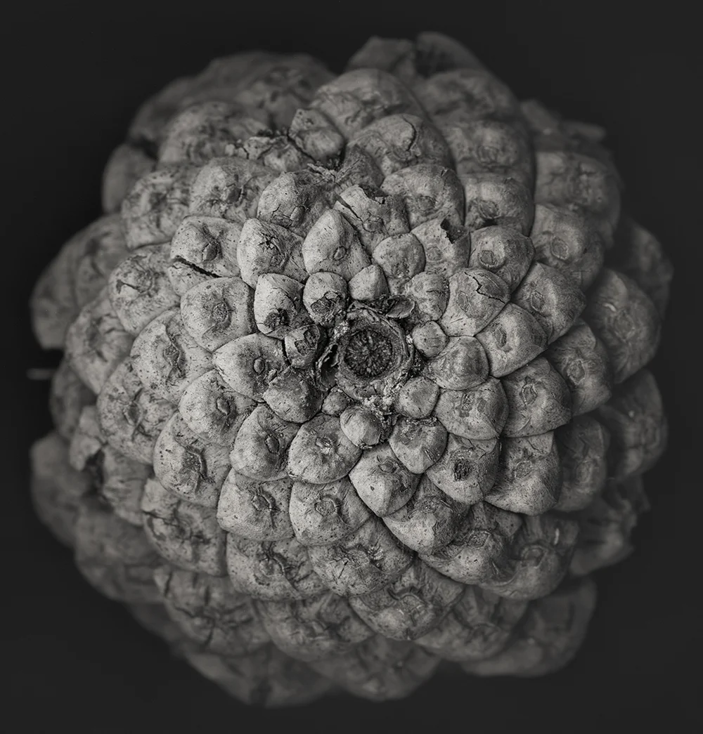 Pine Cone; 2018