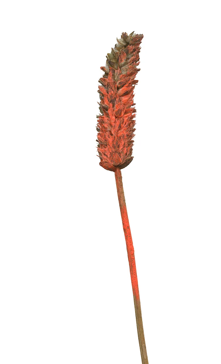 Found Object no. 69