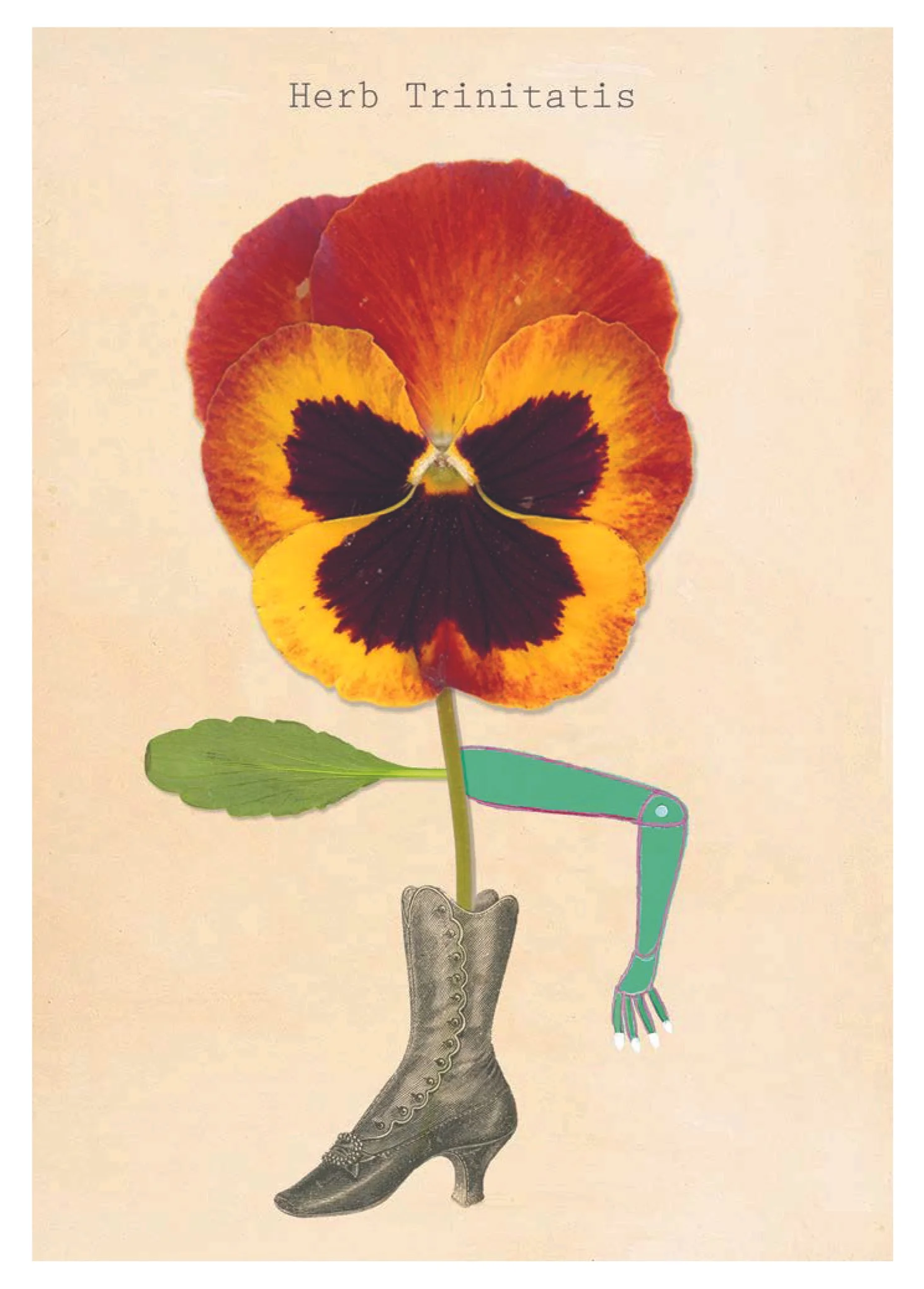 PANSY COLLECTION