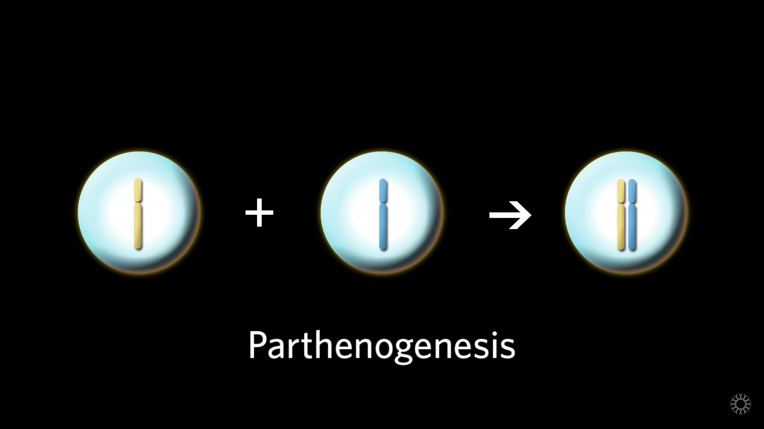 parthenogenesis.jpg