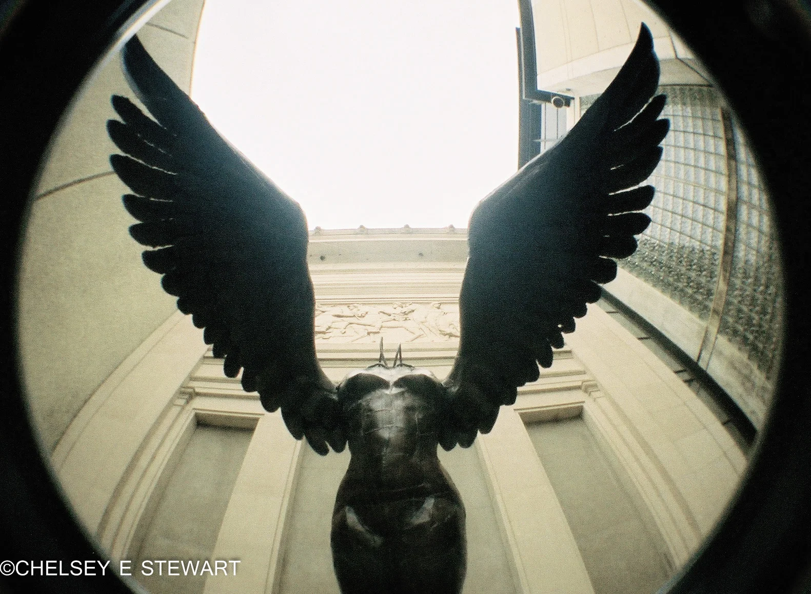 winged.jpg