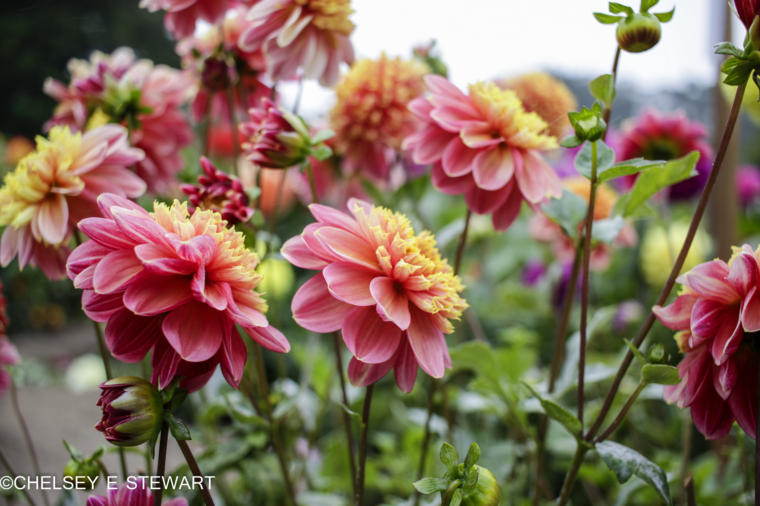 Dahlia Dayz'