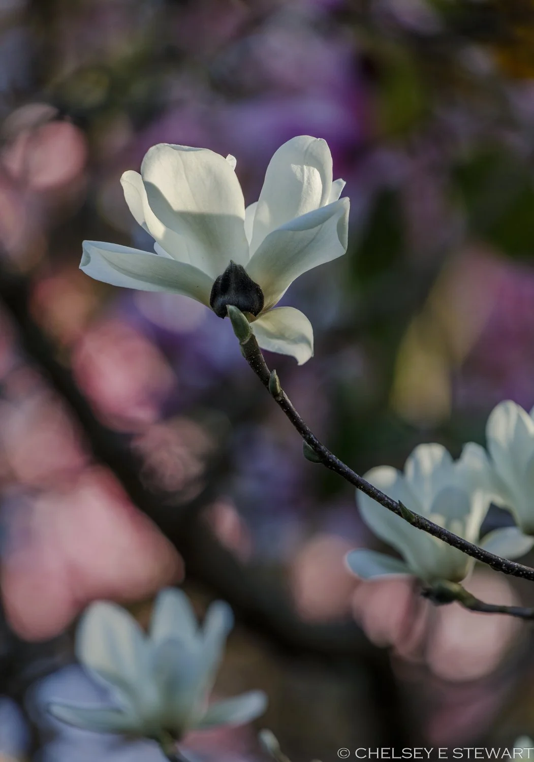 MAGNOLIA GLOW
