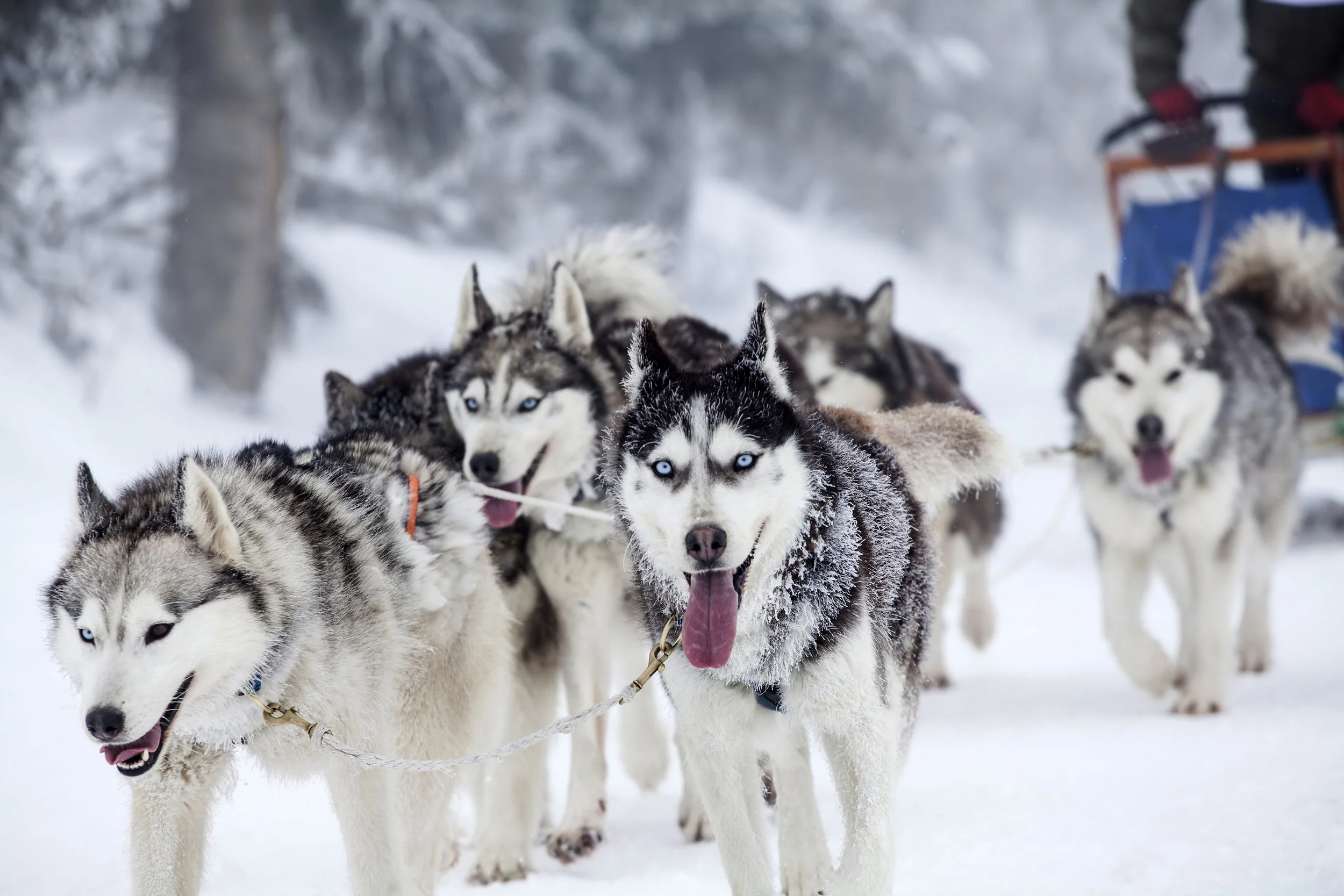 Photo by 8213erika/iStock / Getty Images