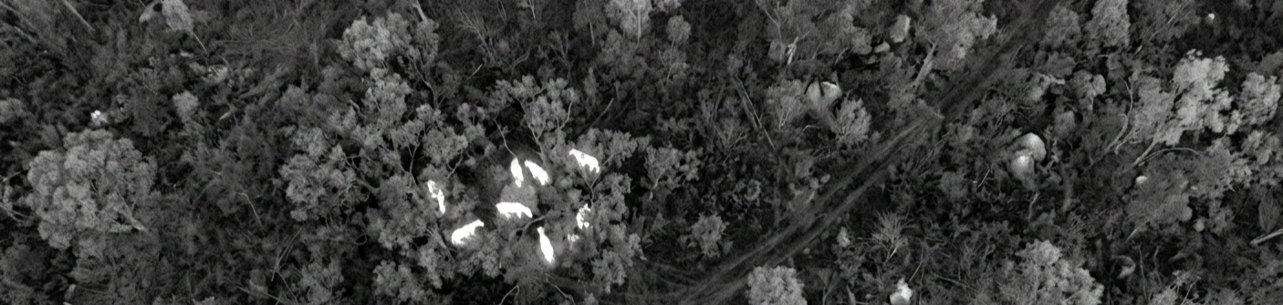 Gemini_Generated_Image_lost horses.png